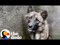 Stray Dog Who Was Impossible To Catch Walks Through Rescuer's Door | The Dodo