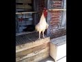 Download Ayam pelung kokok super panjang kualitas juara bag 3 si putih
