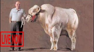 Intelligent Technology Smart Modern Farming USA Amazing Techniques Cow Breeding Super Charolai #SON