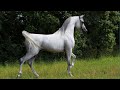 The Best Arabian Horse videos compilation | #1 | 2021 🐎💪. Try not to watch it till the end