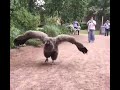 Andean Condor Vulture