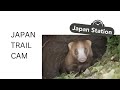 Japan Nature Caught On Camera! A Chat w Japan Trail Cam | Japan Station 102