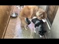 Husky Mating - Horrible Mating - Lots Of Noise