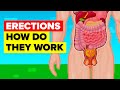 How An Erection Works