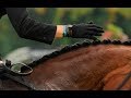 The 'Must Know' Basics of Petting Your Horse