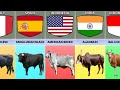 Cattle Breeds From Different Countries