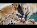 Max Milo Lover: The Cutest little Golden Dogs Vs Husky Dogs, Mommy Golden retriever, Golden Dogs,