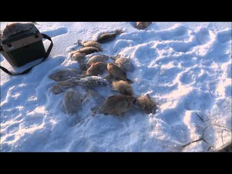 рыбалка в радужном хмао рыбалка в радужном хмао