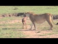 Watch Lion Play with Newq Born Topi