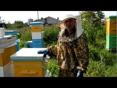 Улей видео бесплатно