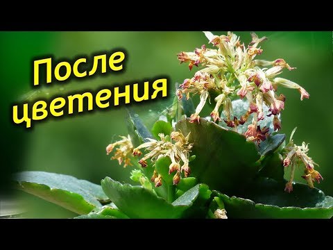Каланхоэ отцвёл что дальше Каланхоэ отцвёл что дальше