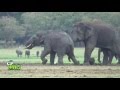 Herd of elephants with Baby Tusker !