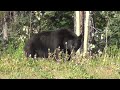 Unveiling the Wonders of Bears A Journey Through the Wild