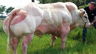 Smart Technology Modern Farming USA Amazing Techniques Sheep, Cow and Bull Breeding Super Charolais
