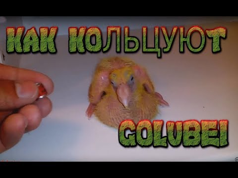 Кольцевание кур Кольцевание кур