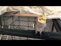 Cockatiel sings Mario