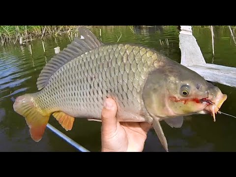 видео удочка с кивком для карася и карпа видео удочка с кивком для карася и карпа