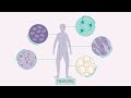 Stem cells: What are they and what can they do?