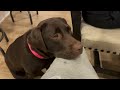 Roxie the Chocolate Labrador's 2nd Year Highlight Reel
