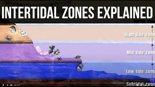 Intertidal Biome
