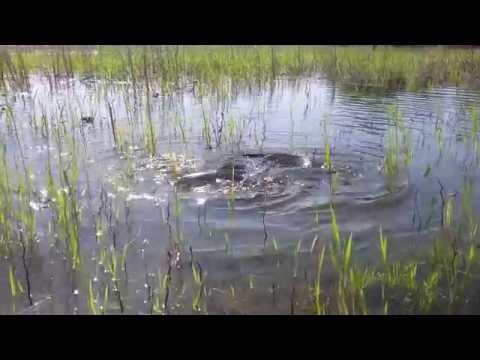 сазан нерест видео сазан нерест видео