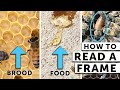How to Read a Frame When Checking Your Bees | What the Beekeeper Does | Beekeeping for Beginners