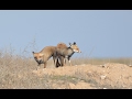 Foxes mating