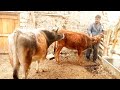 Bull and Cow Wonderful romance scene ||Yak VS Cow||