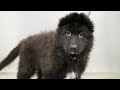 The perfect dog doesn't exist... | German Shepherd Puppy