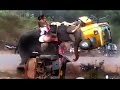 Elephant attack in kerala forest 2016 Video HD - Distroy Everything in  Palakkad,Kongad :