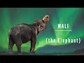 Mali (the Elephant) / Manila Zoo 2022