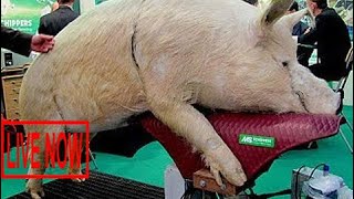 World Amazing Modern Intelligent Technology Smart Farming Pig Breeding Insemination Feeding Cl #SON