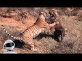 Download 10 СУМАСШЕДШИХ БИТВ ЖИВОТНЫХ СНЯТЫХ НА КАМЕРУ / часть 3 mp4 3gp mp3 videos - waplic