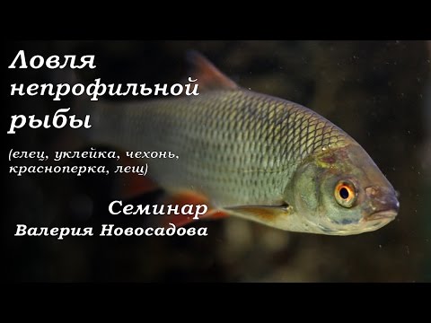 ловля жереха новосадов видео ловля жереха новосадов видео