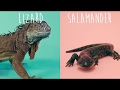 Lizard Vs. Salamander!