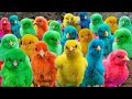 World Cute Chickens, Colorful Chickens, Rainbows Chickens, Cute Ducks, Cat, Rabbits,Cute Animals 🐤🪿🐟