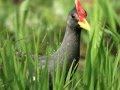 Download Suara burung ayam ayam