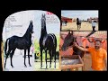 Champion colt [sherdil] sire by champion dilraj Jagraon horse mela 2024 /9463677763 #horse #trending