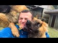 What Playing With GIANT LEONBERGER Puppies is like!
