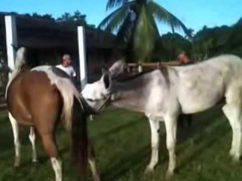 Video-de-cavalo-cruzando-com-vaca