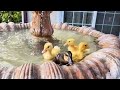 Funny Ducklings Video 2 @travelalonged
