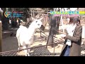 [Eng Sub] How animals react differently to Rie Takahashi and Reina Ueda - Shigohaji