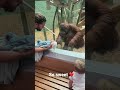 The orangutan wanted to see my baby!￼