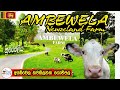 Ambewela New Zealand Farm Nuwara Eliya  | අඹේවෙල නවසීලන්ත ගොවිපළ නුවරඑළිය | Travel Time [#004]