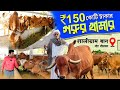 ভারতের 150 কোটি টাকার গরুর খামার | Saligram Bagh Gir Goushala | Big Dairy Farm | Cow Farming