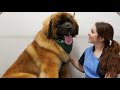 The most GIGANTIC dog I've ever done | This groom took forever!