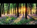 Beautiful Relaxing Music for Stress Relief ~ Calming Music ~ Meditation, Relaxation, Sleep, Spa