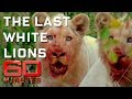 Download Saving the Last White Lions on Earth | 60 Minutes Australia mp4 3gp mp3 videos - waplic