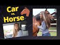 Horse vs. Car 🐴🚙