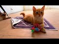 Cuteness Overload Playing with Adorable Kittens!